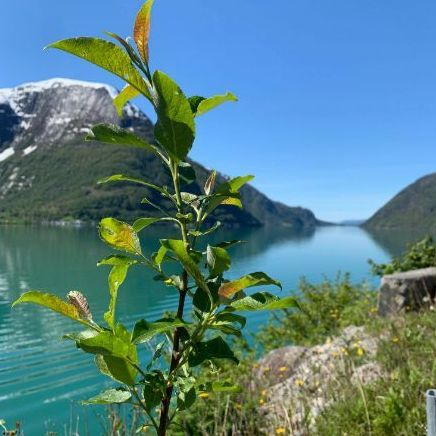Hardanger landscape