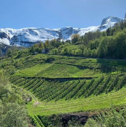 Hardanger landscape