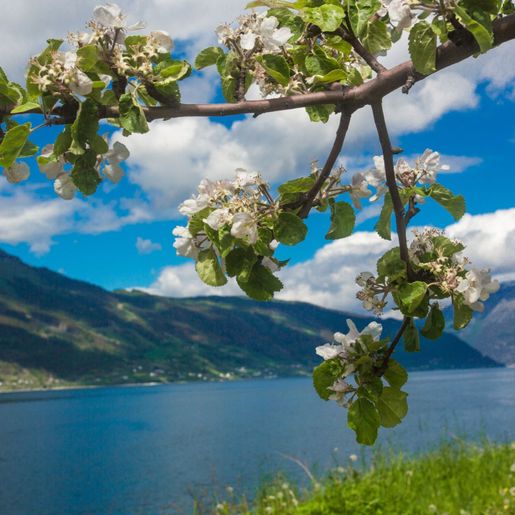Hardanger landscape