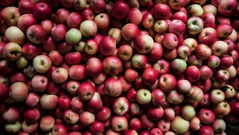 Apples from Hardanger in Norway